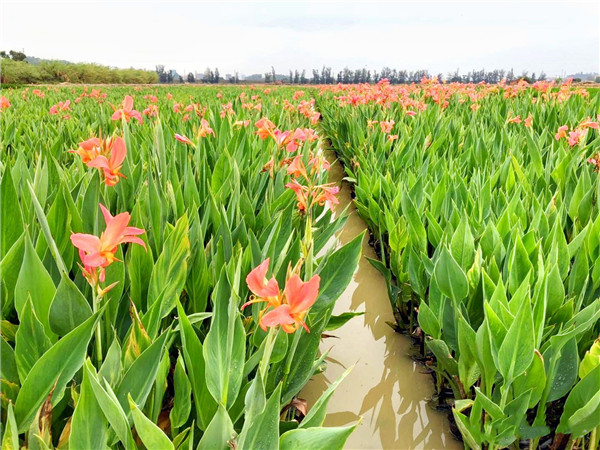 水生美人蕉 水生美人蕉