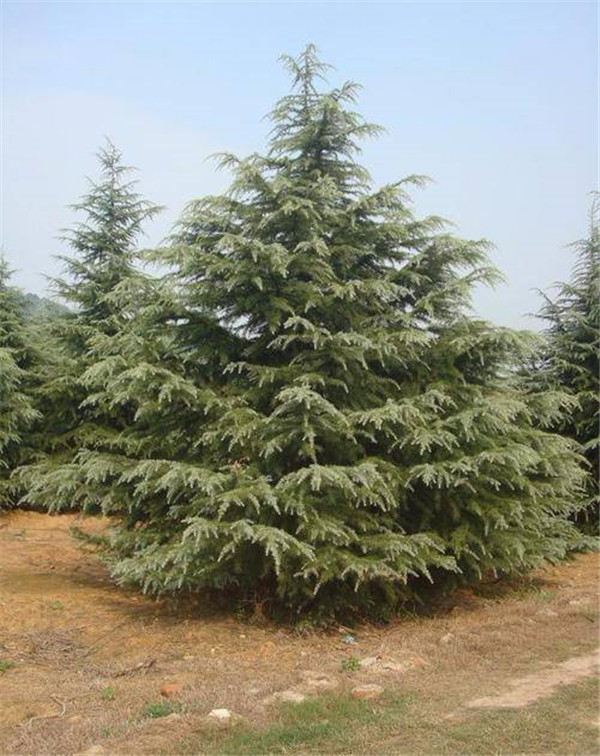 雪松圖片 雪松圖片