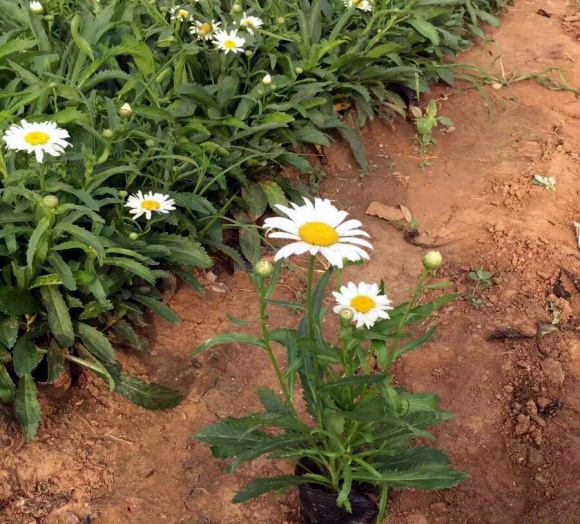 大濱菊圖片 大濱菊圖片