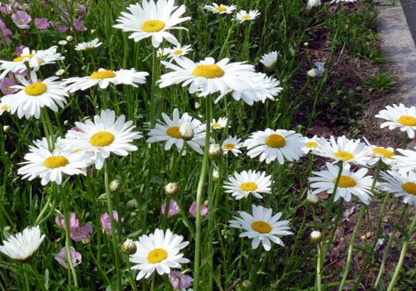 大濱菊圖片 大濱菊圖片