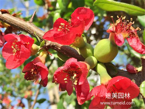 木瓜海棠圖片 木瓜海棠圖片