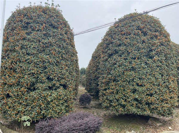 低分枝丹桂柱 低分枝丹桂柱