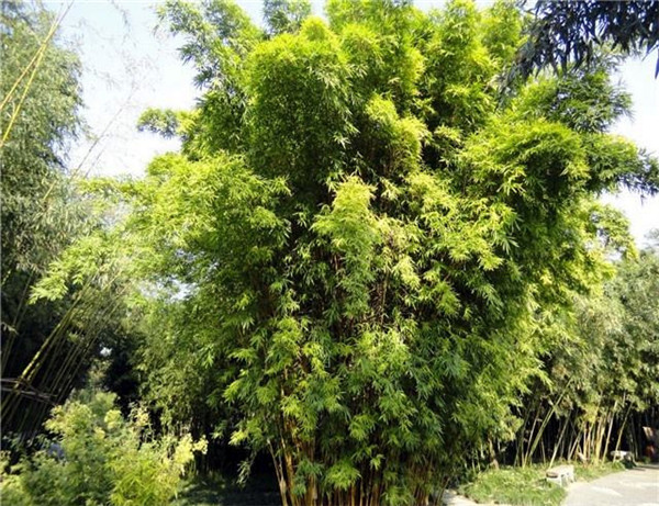 金鑲玉竹該怎么種植?